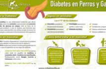Conocer los signos y el tratamiento de la diabetes en perros y gatos